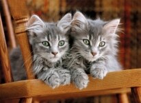 Παζλ Kittens HQ Collection (500 Κομμάτια)