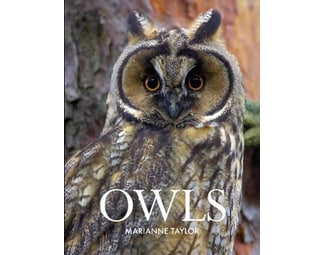Owls image 0