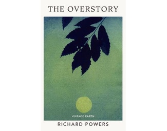 Overstory image 0
