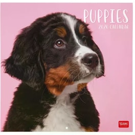Ημερολόγιο Τοίχου Legami 2026 Puppies 30x29cm