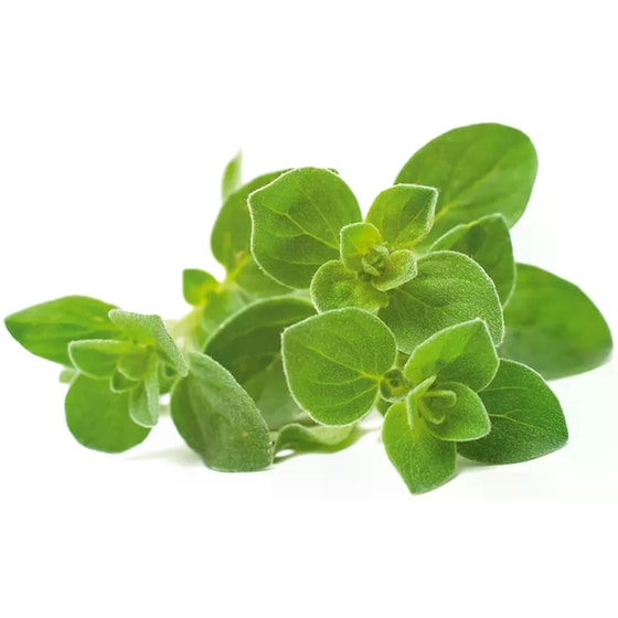 Κάψουλες Click and Grow 3 Τμχ - Ρίγανη image 1