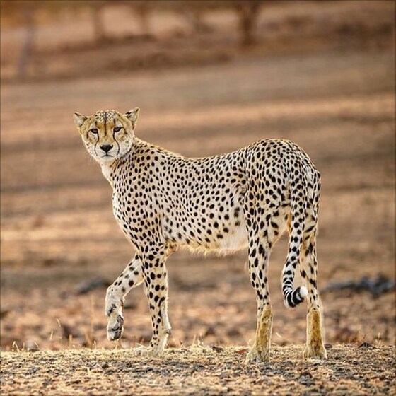 Ημερολόγιο Τοίχου 2025 Big Cats image 3