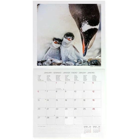 Ημερολόγιο Τοίχου Legami 2025 Penguins 30x29 cm image 1