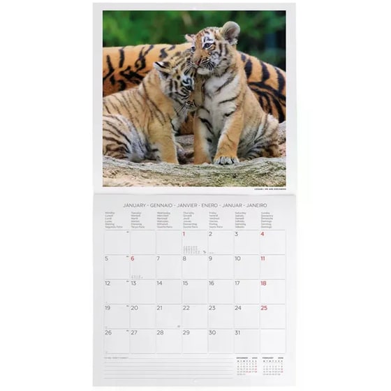 Ημερολόγιο Τοίχου Legami 2026 Baby Animals 30x29cm image 1