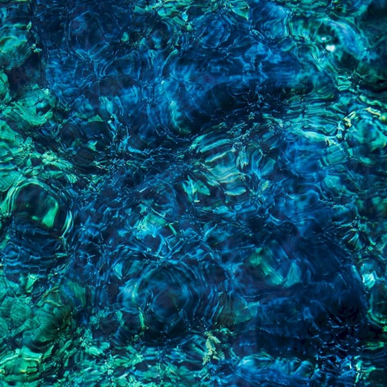 Luminescent Creatures image 0