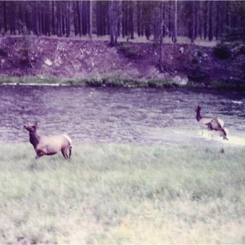 Ghost/Acoustic (LimitedPurple Vinyl)