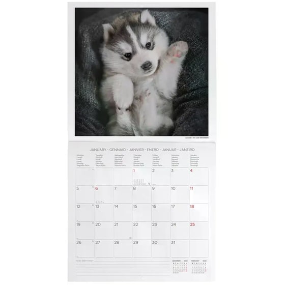 Ημερολόγιο Τοίχου Legami 2026 Puppies 30x29cm image 2