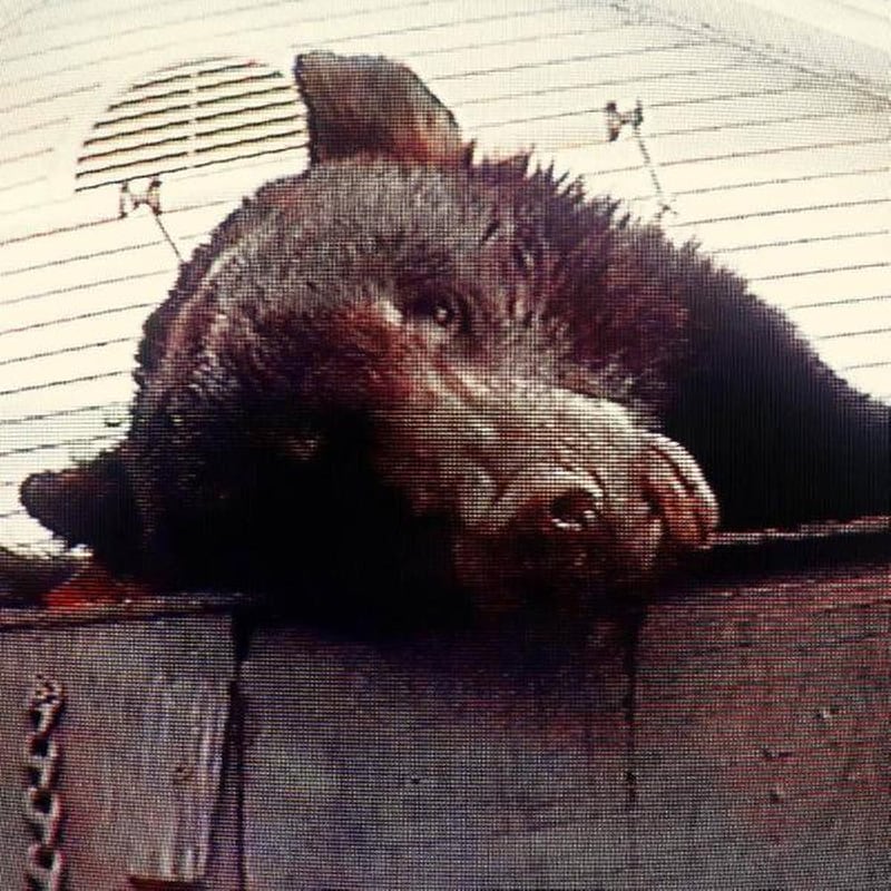 Violence (Burgundy LP)