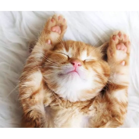 Παζλ Ravensburger Γατούλα (500 Κομμάτια) image 1