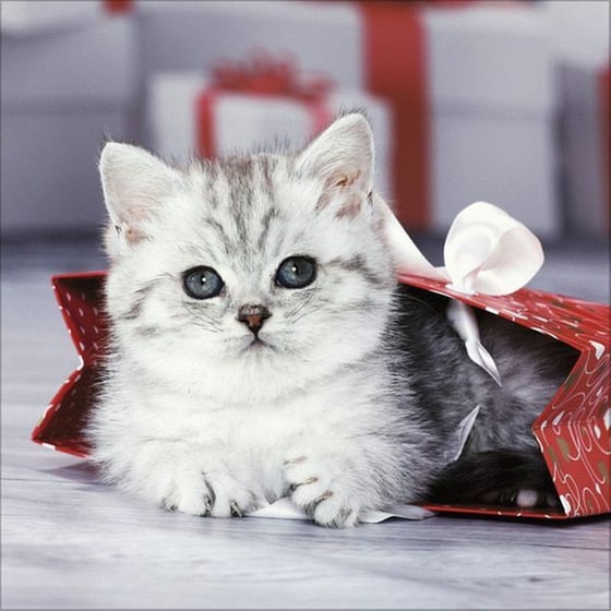 Ημερολόγιο Τοίχου 2025 Cats image 10