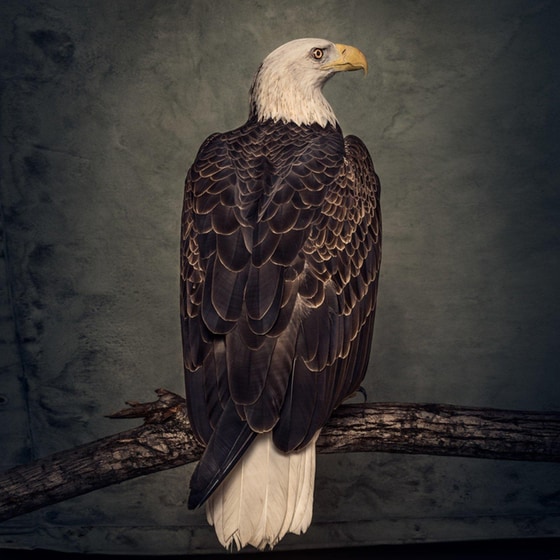 Book Of Bad Decisions (2lp) image 0
