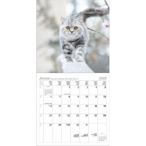 Ημερολόγιο Τοίχου 2025 Cats image 2