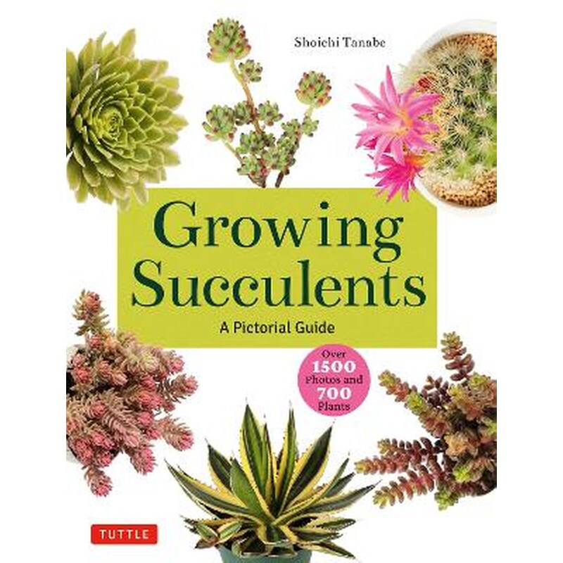 Growing Succulents