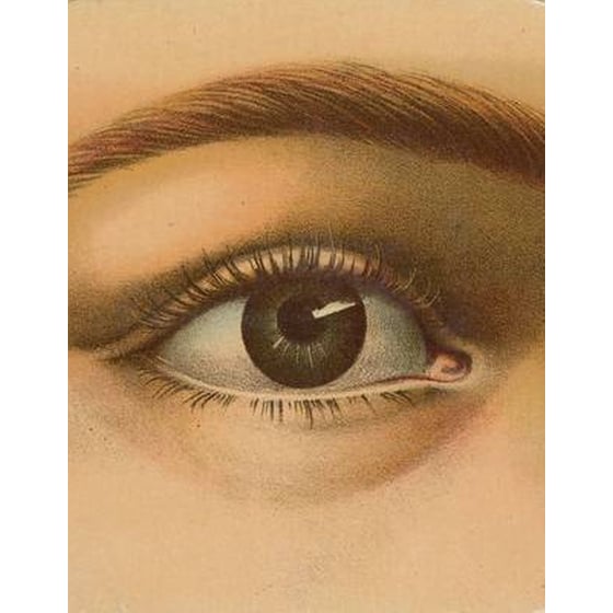 John Derian Picture Book image 0