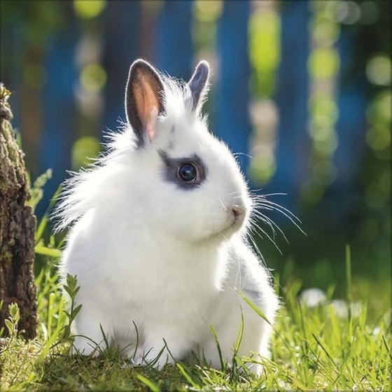 Ημερολόγιο&nbsp;Τοίχου Korsch Verlag 2026 Kaninchen image 5