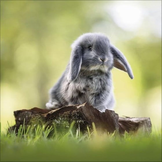 Ημερολόγιο&nbsp;Τοίχου Korsch Verlag 2026 Kaninchen image 8