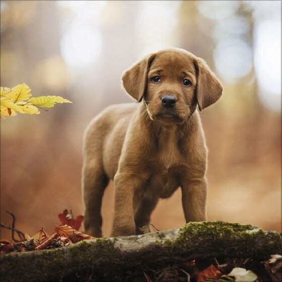 Ημερολόγιο Τοίχου 2025 Retriever image 10
