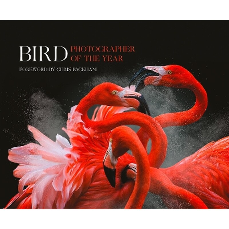 Bird Photographer of the Year