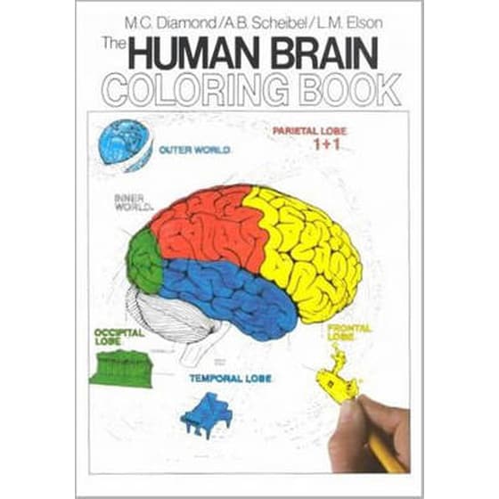 Human Brain Coloring Book image 0