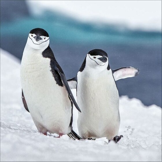 Ημερολόγιο Τοίχου 2025 Pinguine image 12