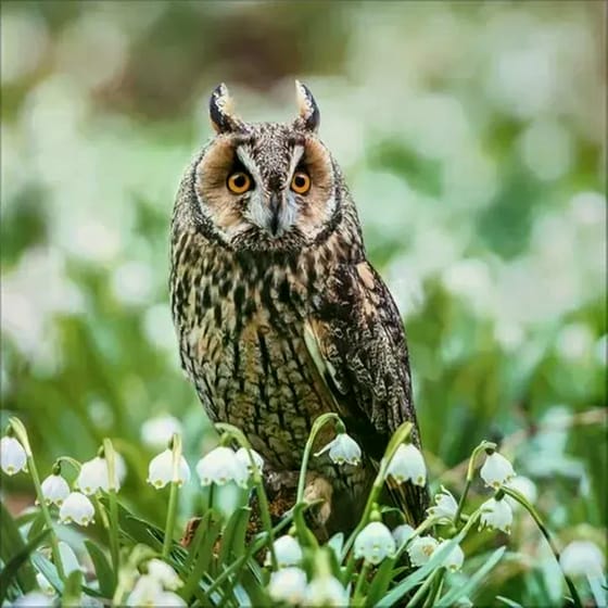 Ημερολόγιο Τοίχου 2025 Tiere des Waldes image 2