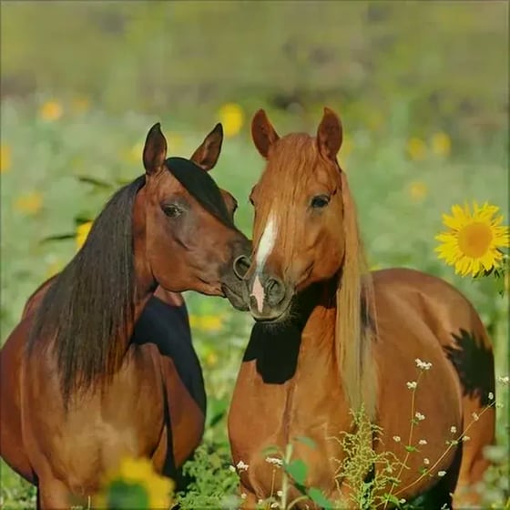 Ημερολόγιο Τοίχου 2025 Horses image 8