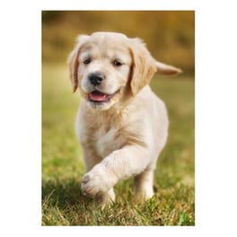 Κάρτα Post 3D Κουτάβι Retriever