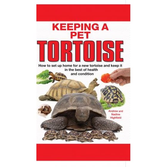 Keeping a Pet Tortoise image 0
