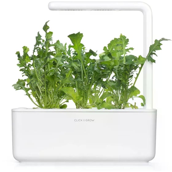 Κάψουλες Click and Grow 3 Τμχ - Ρόκα image 3