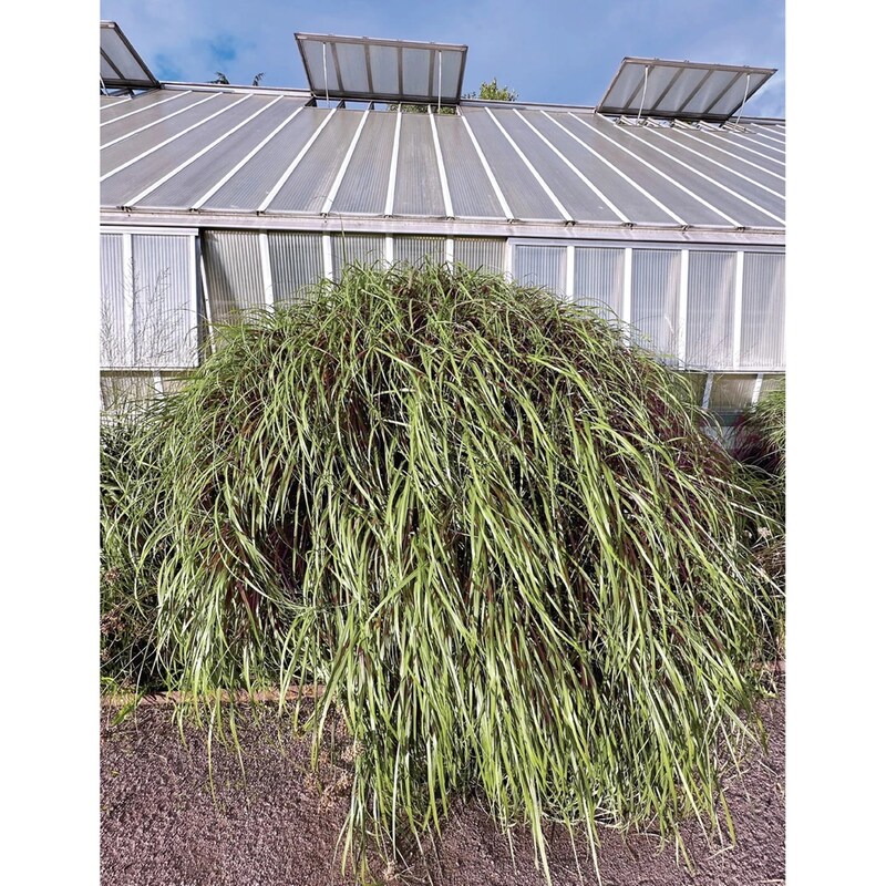 Bass Works: As I Venture Into (LP)