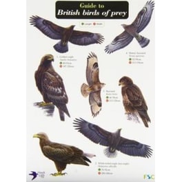 Guide to British Birds of Prey