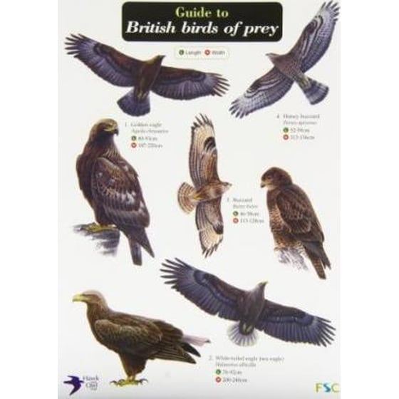 Guide to British Birds of Prey image 0