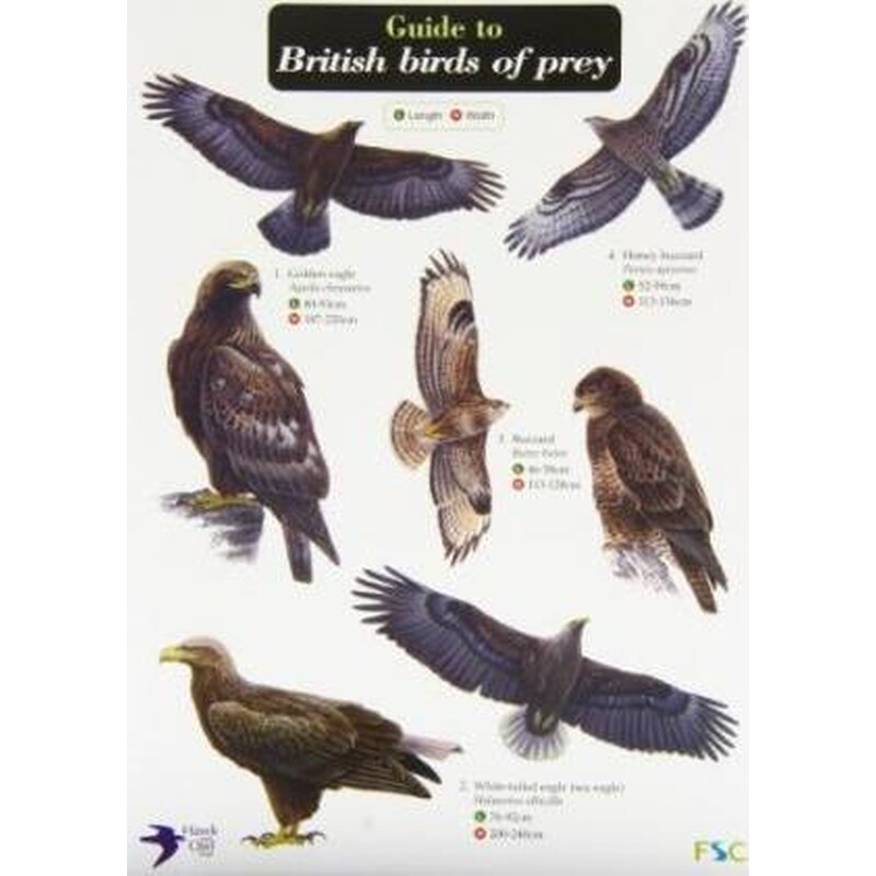 Guide to British Birds of Prey