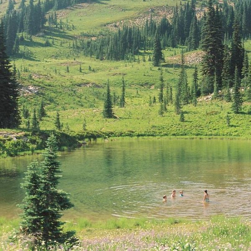 Great Big Wild Oak-Milky Clear Vinyl