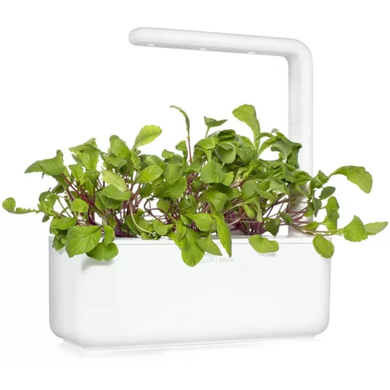 Κάψουλες Click and Grow 3 Τμχ - Ραπανάκι image 4