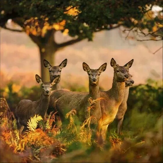 Ημερολόγιο Τοίχου 2025 Tiere des Waldes image 6