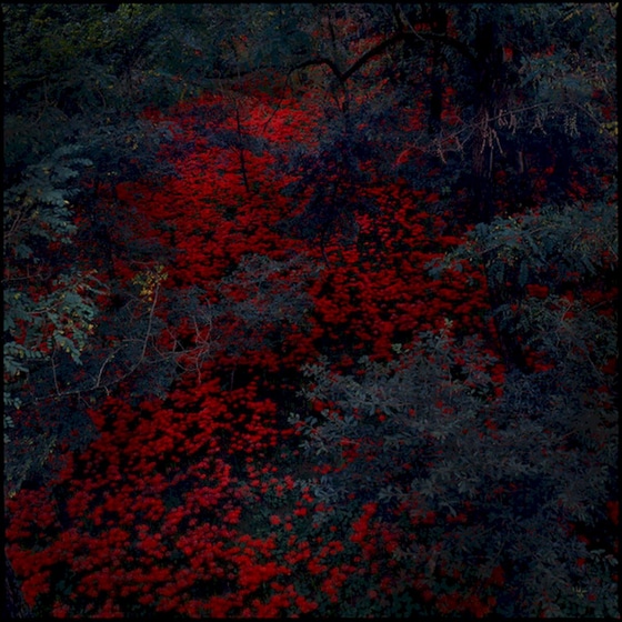 Marigold And Cable (LP) image 0