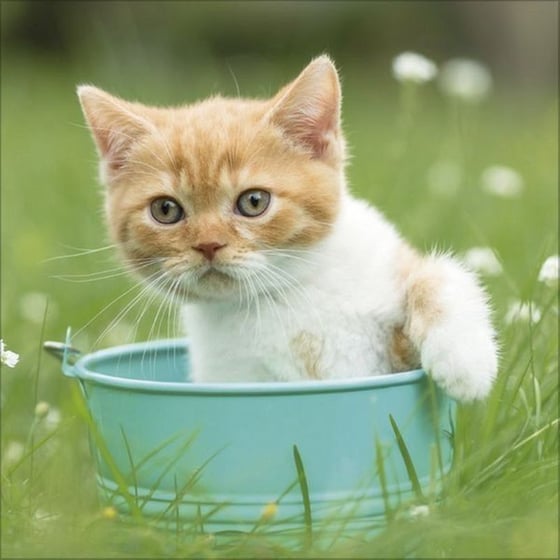 Ημερολόγιο Τοίχου 2025 Cats image 3