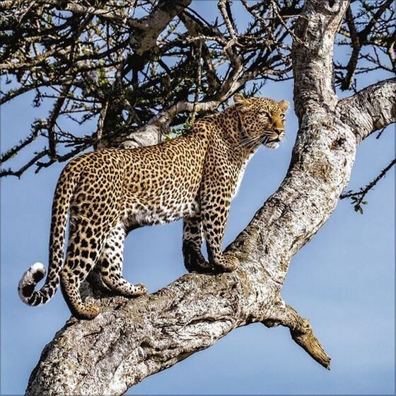 Ημερολόγιο Τοίχου 2025 Big Cats image 5