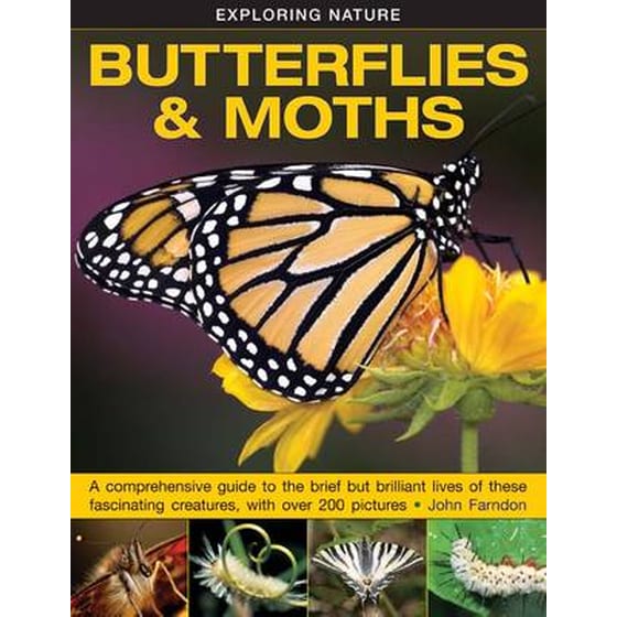 Exploring Nature- Butterflies & Moths image 0