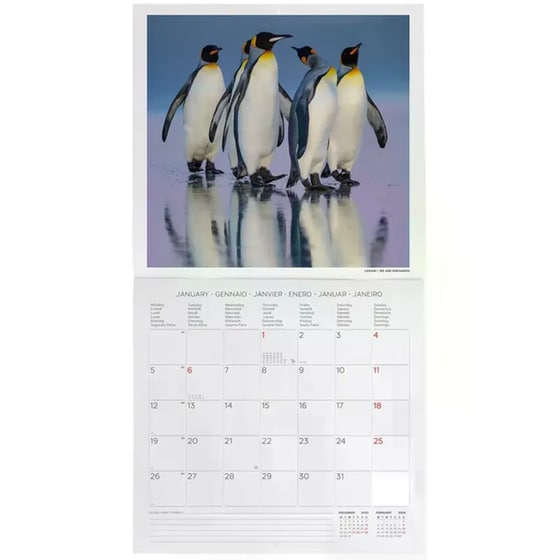 Ημερολόγιο Τοίχου Legami 2026 Penguins 30x29cm image 1