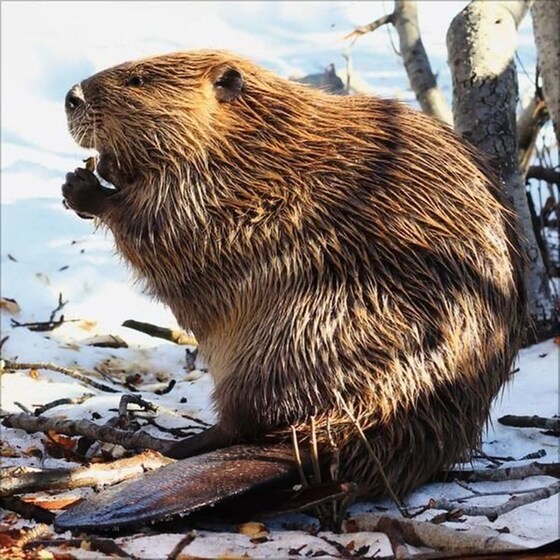 Ημερολόγιο Τοίχου 2025 Tiere des Waldes image 12