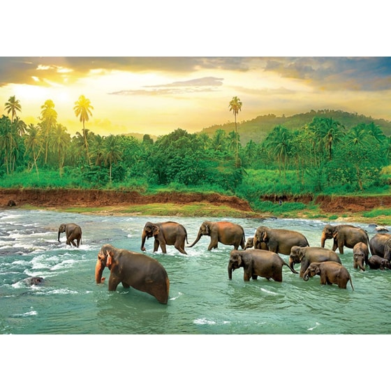 Παζλ Eurographics Rainforest (1000 Κομμάτια) image 1