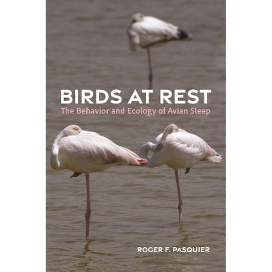 Birds at Rest image 0