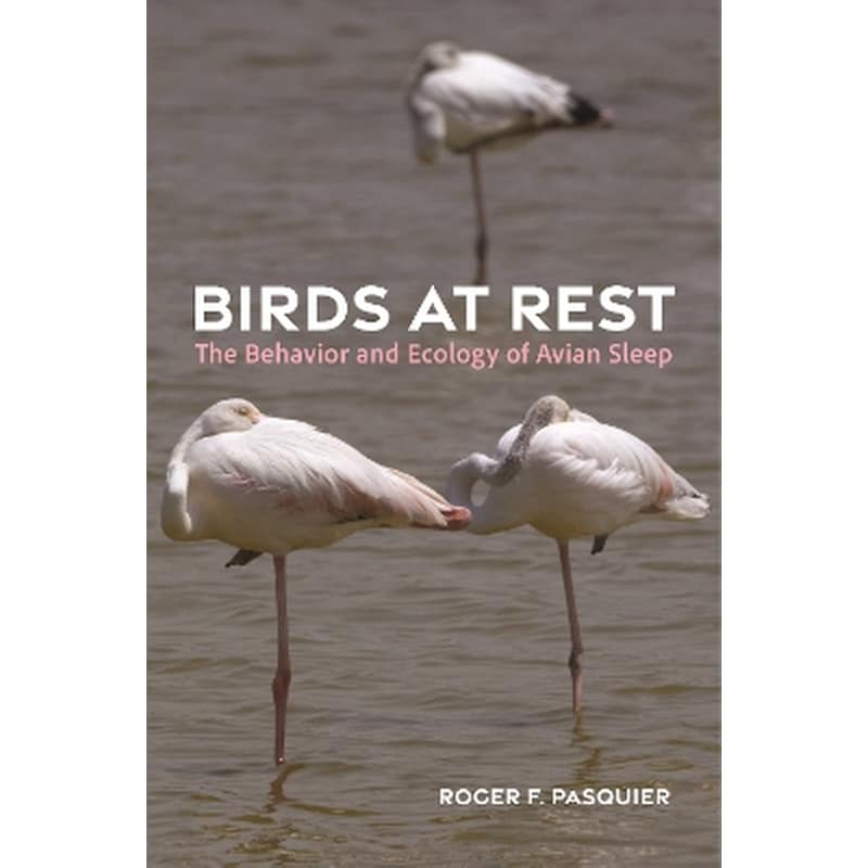 Birds at Rest