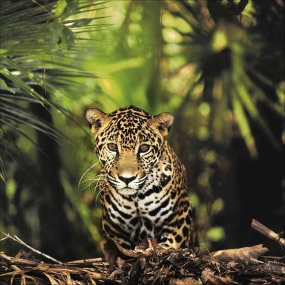 Ημερολόγιο Τοίχου 2025 Big Cats image 1
