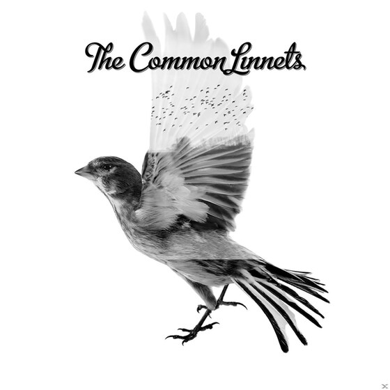 The Common Linnets image 0