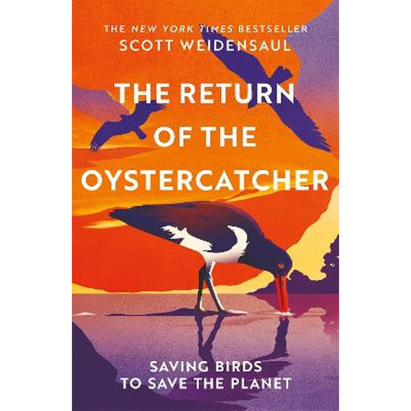 The Return of the Oystercatcher