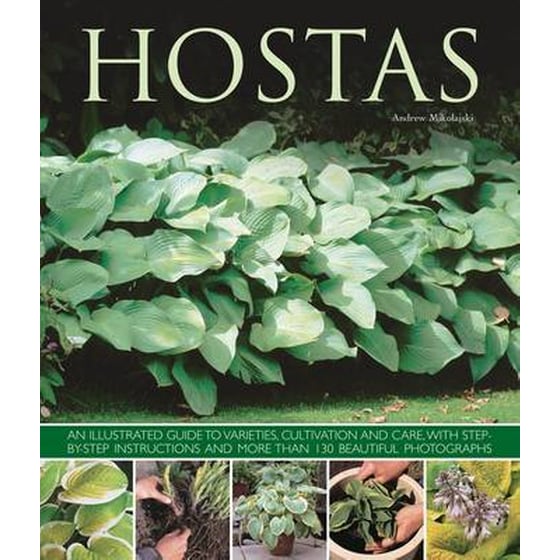 Hostas image 0