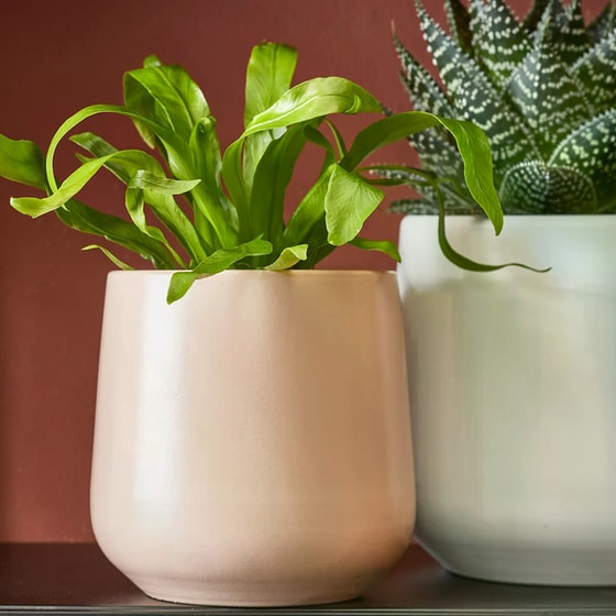 Κασπώ Edelman Amber Κεραμικό φ21x18 cm - Ροζ image 2